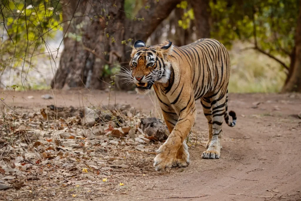 Ranthambore National Park wildlife landscape in Rajasthan